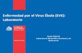 Enfermedad por el Virus Ébola (EVE): Laboratorio · P.C.R. ANIDADA PARA DETECCIÓN DE ESPECIES DEL GÉNERO Plasmodium Segunda reacción de P.C.R.: Identificación de especies del