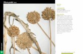 Allium pardoi Loscos · 2020-03-18 · familia Liliaceae catalogación C.EE.AA. de Aragón DE INTERÉS ESPECIAL (Decreto 49/1995, de 28 de marzo) descripción Biotipo: Geófito bulboso.