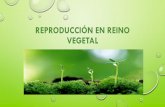 REPRODUCCIÓN EN REINO VEGETAL · 2019-09-14 · 1. apuntes –resumen de las formas de reproducciÓn en hongos 2. dibujos ilustrativos de las formas de reproducciÓn en hongos 3.