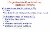 Organización Funcional del Sistema Inmunefiles.sld.cu/patologiaclinica/files/2010/06/2dacomponente-ii-e-ia-2.pdf · linfáticos, Bazo, Tejido mucosal y cutáneo Organización Funcional