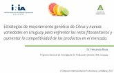 Presentación de PowerPointriacnet.net/wp-content/uploads/2017/10/12-OK-Estrategias... · 2017-11-02 · Estrategias de mejoramiento genético de Citrus y nuevas variedades en Uruguay