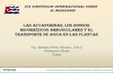 LAS ACUAPORINAS, LOS HONGOS MICORRÍZICOS …P. S. 2013). Las acuaporinas… · Importancia del agua en la célula vegetal • Disueltos en ella entran a la célula los nutrientes;