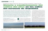 Historia y condicionantes del cultivo del olivo en los ... · Rivadavia y Zonda en San Juan; Junín, Maipú, Lavalle y Lujan de Cuyo en Mendoza y Cruz del Eje en Córdoba. Se trataba