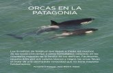 AREAS PROTEGICAS ORCAS EN LA PATAGONIA€¦ · ORCAS EN LA PATAGONIA ... ca que tiene la Argentina, en algunos sitios especiales podemos observar un evento que se ve en pocas partes