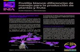 Frutilla blanca: diferencias de manejo para la producción de …biblioteca.inia.cl/medios/biblioteca/informativos/NR40903.pdf · de fruta. Incorporar materia orgánica al suelo,