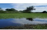 Plan de Manejo Ambiental (PMA) Humedal Azuceno · 2017-01-31 · Plan de Manejo Ambiental (PMA) Humedal Azuceno 8 ahí donde reside su gran importancia en el sistema vital del planeta