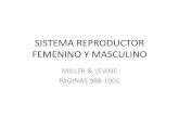 SISTEMA REPRODUCTOR FEMENINO Y MASCULINO · SISTEMA REPRODUCTOR FEMENINO Y MASCULINO MILLER & LEVINE PAGINAS 988-1001 . ... Embarazo •Puede suceder durante los primeros dos días