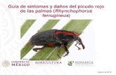 Presentación de PowerPoint de sint… · Programa de Vigilancia Epidemiológica Fitosanitaria Picudo rojo de las palmas (Rhynchophorusferrugineus) Identificación de Rhynchophorus