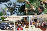 Juntos protejemos la selva con araucarias FUNDACIÓN DE ...fundacionazara.org.ar/.../poster-conservacion-manchones-de-pino-pa… · juntos protegemos la selva araucarias fundaciÓn