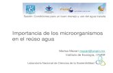 Sesión: Condiciones para un buen manejo y uso del …...Importancia de los microorganismos en el reúso agua Marisa Mazari mazari@unam.mx Instituto de Ecología, UNAM Laboratorio