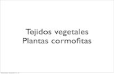 Tejidos vegetales Plantas cormoﬁtas · Colénquima angular: engrosamientos de la pared celular en el ángulo donde convergen varias células Wednesday, November 21, 12