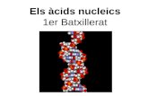 Els àcids nucleics - No-IPcosmolinux.no-ip.org/.../Acids_nucleics/Acids_nucleics_3_RNA.pdf · Àcids nucleics 3 •Composició química •L'àcid desoxiribonucleic (DNA) •L'àcid