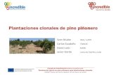 Plantaciones clonales de pino piñonero · 2019. 11. 5. · En las últimas décadas, la gestión de muchos pinares se ha orientado a producción mixta de piña y madera, con masas