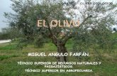 ÁLORA 2015 OLIVAR ECOLÓGICO … · el olivo miguel angulo farfÁn. tÉcnico superior de recursos naturales y paisajÍsticos. tÉcnico superior en agropecuaria. Álora 2015 – olivar