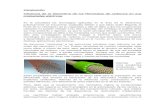 Introducción Influencia de la Geometría de los Nanotubos ...tesismatematica.ucoz.es/_ld/0/6_TFG_Toledo.pdf · Este logro abre nuevas expectativas para la mejora de las terapias
