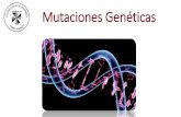 Mutaciones Genéticas€¦ · Mutaciones cromosómicas numéricas Euploidía Aneuploidía . Síndrome de Down Síndrome de Patau 47 XY + 21 47 XY + 13 . Síndrome de Edwards 47 XY