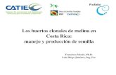 Los huertos clonales de melina en Costa Rica: manejo y ...20melina%20... · semilla del huerto clasifica como Certificada A. Prácticas de manejo : fertilización 2005 = 850 kg 2010