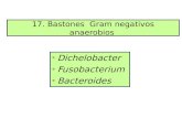 17. Bastones Gram negativos anaerobios€¦ · Son bacterias predominantes de la flora intestinal del hombre y animales monogástricos. B. fragilis produce diarrea en corderos, terneros,