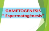 HORMONAS, REPRODUCCIÓN Y DESARROLLO “Aparato … · GAMETOGENESIS “Espermatogénesis” ... pubertad, estas células comienzan a dividirse por mitosis hasta originar los espermatogonios.