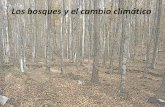 Los bosques y el cambio climático - CoolWood · 2015. 5. 26. · Los bosques representan uno de los principales sumideros mundiales de carbono. Almacenan unas 289 gigatoneladas (Gton)