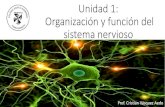 Unidad 1: Organización y función del sistema nervioso · En una neurona típica, la presencia de la vaina de mielina recubriendo el axón permite que éste A) conduzca potenciales