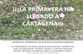 ¡¡¡LA PRIMAVERA HA LLEGADO A ¡La primavera ha …...¡La primavera ha llegado a Cartagena! ¡¡¡LA PRIMAVERA HA LLEGADO A CARTAGENA!!! AVERIGUA EL NOMBRE DE LAS PLANTAS DE NUESTRA