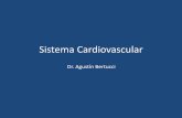Sistema Cardiovascular - UDE · 2013. 2. 2. · Sistema Cardiovascular Dr. Agustín Bertucci • Es quien conduce y hace circular la sangre por el organismo • Esta Compuesto: –Corazón