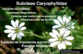 Subclase Caryophyllidae - UNLP...Subclase Caryophyllidae 2. Flores apétalas. 3. Ovario 2-pluricarpelar. Flores en racimos o espigas Phytolaccaceae 4’. Perianto con las piezas soldadas