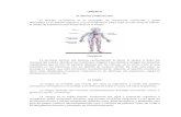 anatomiahumanagroup.files.wordpress.com  · Web viewUNIDAD V. El sistema . cardiovascular. El aparato circulatorio es el encargado de transportar nutrientes y gases absorbidos en