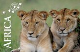 fricaOther companies who hire vehicles and guides limit game viewing guides to a ﬁ xed time or mileage limit. Wildlife Safari guides discuss game viewing options that suit our guests,