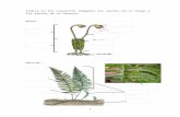 trabajosdebiologia1.weebly.com · Web viewIndica en las imágenes las diferentes partes del tallo y de la raíz de una planta. TALLO: RAÍZ: Nombre y apellidos:_____ 1 ESO _____ Explica