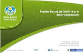 Posibles Efectos del COVID -19 en el Sector Agropecuario · 2020. 5. 1. · Posibles Efectos del COVID -19 en el Sector Agropecuario Vicepresidencia de Riesgos Jefatura Técnica Agropecuaria.