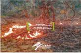 Reporte’de’incendios’forestales’en’Santa’Cruz’incendios.fan-bo.org/Satrifo/reportes/IncendiosSCZ-FAN... · 2019. 9. 18. · Reporte’de’incendios’forestales’en’Santa’Cruz’