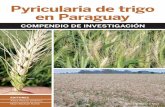 Pyricularia de trigo en Paraguay · de trigo es principalmente una enfermedad de espiga. Sin embargo, bajo ciertas condiciones, puede producir lesiones en todas las partes de la planta.