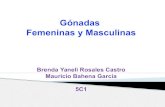 Gónadas Femeninas y Masculinass4f1d769cf586f6c7.jimcontent.com/download/version...Gametogénesis • Es la formación de gametos por medio de la meiosis a partir de células germinales.