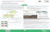 Análisis espacial del decaimiento de Quercus7cfe.congresoforestal.es/sites/default/files/comunicaciones/512.pdf · Ingeniería Forestal. ETSIAM. Universidad de Córdoba. 2 IFAPA.