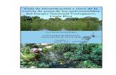 Guía de identificación y clave de la exuvia de pupa de los ...Guía de identificación y clave de la exuvia de pupa de los quironómidos del Parque Nacional Tortuguero, Costa Rica