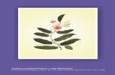Passiflora mariquitensis Mutis ex L. Uribe (Pasifloráceas) · Archivo del Real Jardín Botánico, Madrid, CSIC. Lám. 510. Publicada en Ortiz-Valdivieso, Tomo 11: lám. 8, 2000.