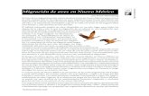 Migración de aves en Nuevo México 577...Migración de aves en Nuevo México por Karen Herzenberg El tema de la migración puede cubrir muchos temas en Nuevo México, pero el foco