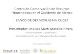 Centro de Conservación de Recursos Fitogenéticos en el ......2017/10/04  · 31 de agosto del 2017 Centro de Conservación de Recursos Fitogenéticos en el Occidente de México BANCO