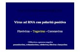 Flavivirus – Togavirus - CoronavirusFlavivirus – Togavirus - Coronavirus I Ribovirus a genoma negativo paramixovirus, orthomixovirus, rabdovirus, filovirus e bunyavirus Virus ad