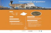 Conservando al guanaco web...constante debido a la caza furtiva y al deterioro de los ecosistemas. c) Durante la época seca el guanaco ingresa a cultivos agrícolas, afectando la