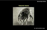 Tema 20. Ácaros - unex.es 20- Acaros.pdf · Tema 20. Ácaros. Dr. José Luís Pérez Bote. Entomología Médica. ACARI. 250 especies causan daños a humanos