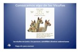 Conozcamos la vicuña [Modo de compatibilidad] · Conozcamos algo de las Vicuñas Las vicuñas son junto a los guanacos, camélidossilvestres sudamericanos Haga clic para avanzar.