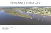 Humedales de Santa LucíaSANTA-L Trabajo y actividad por 2011 1.01 7,01 - 3 % - % 10 % . Google Earth Area de deporte y recreativa Area productiva Area destinada a residencia . Barra