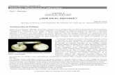 ~PDFTMP8 - Hongos Comestibles y Medicinales 1 p… · Philip G. Miles (2004), dos pioneros en hongos de especialidad describieron el primer hito en la historia del shiitake: el primer