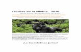 Gorilas en la Niebla. 2016...PN DE LOS VOLCANES, RUANDA. 2 ACTIVIDADES INCLUIDAS. TREKKING EN BUSCA DE LOS ULTIMOS GORILAS DE MONTAÑA DEL PLANETA. ! ACTIVIDAD CULTURAL EN MUSANZE.