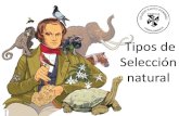 Tipos de Selección natural · 2017. 10. 5. · Contenido de la sección •¿Cómo funciona la selección natural? –La selección natural es en realidad una reproducción diferencial.