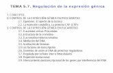 TEMA 5.7. Regulación de la expresión génicaumh1163.edu.umh.es/wp-content/uploads/sites/838/... · TEMA 5.7. Regulación de la expresión génica 1. CONCEPTO. 2. CONTROL DE LA EXPRESIÓN