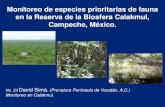 Monitoreo de especies prioritarias de fauna en la Reserva ... · Monitoreo de especies prioritarias de fauna en la Reserva de la Biosfera Calakmul, Campeche, México. No. 23 David